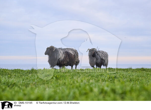 Schaf / sheep / DMS-10195