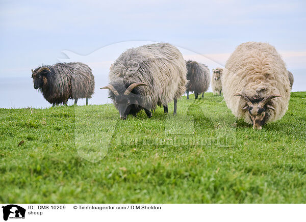 Schaf / sheep / DMS-10209
