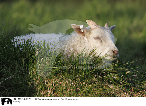 Schaf / sheep / MBS-28426