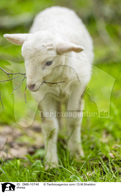 sheep / DMS-10748