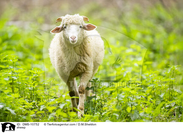 Schaf / sheep / DMS-10752