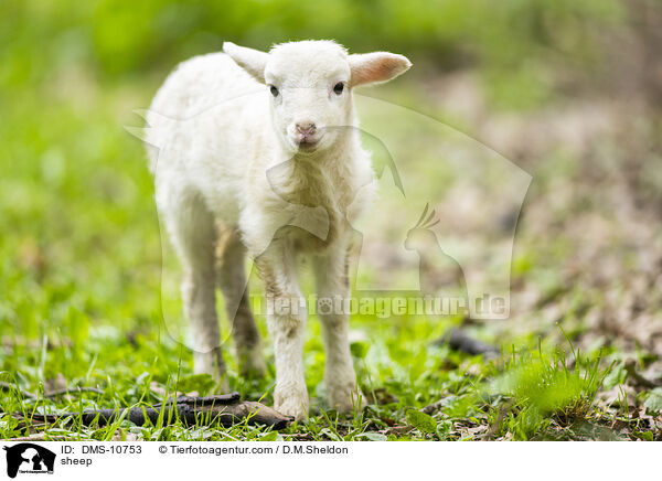 sheep / DMS-10753