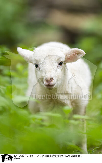 Schaf / sheep / DMS-10758