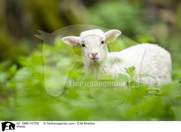 sheep / DMS-10759