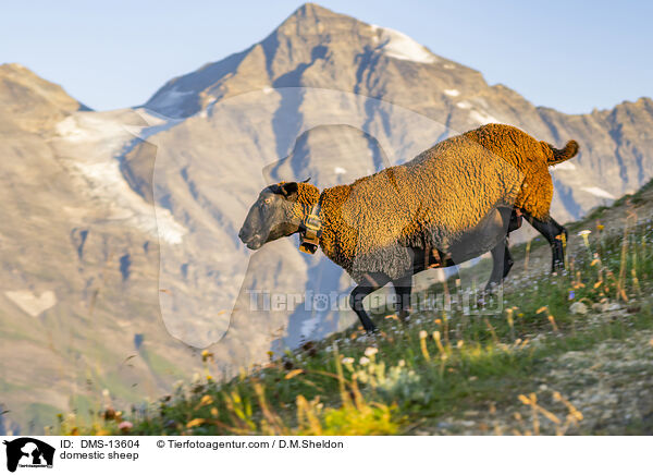 Hausschaf / domestic sheep / DMS-13604