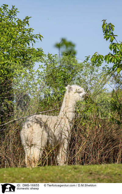 Hausschaf / domestic sheep / DMS-16855