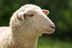 Sheep Portrait