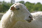 sheep portrait