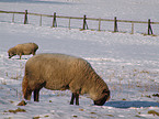 grazing sheep