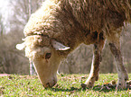 grazing sheep