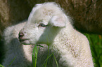 young lamb