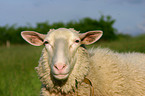 sheep portrait