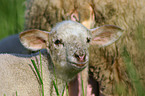 young lamb