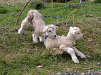 lambs