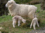 sheep mother with lambs