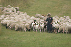 herd of sheeps