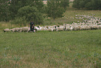 herd of sheeps