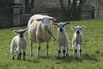 sheep with lambs