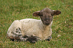 lamb