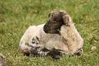 lamb