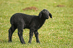 black lamb