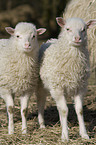 lambs