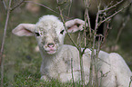 lamb