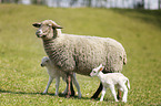 sheep mother with lambs