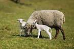 sheep mother with lambs