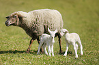 sheep mother with lambs