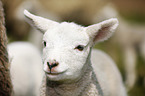 young lamb