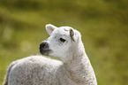 young lamb