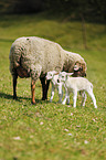 sheep mother with lambs