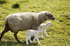 sheep mother with lambs