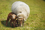 sheep mother with lamb