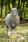 newborn lamb