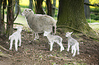 sheep mother with lambs