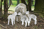 sheep mother with lambs