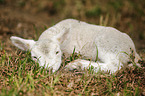 young lamb