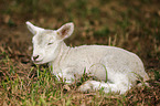 young lamb