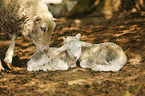 sheep