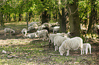 sheep mother with lambs