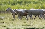 sheeps