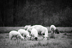 sheeps