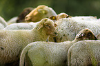 sheeps
