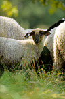 sheeps