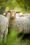 sheeps