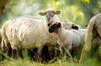 sheeps
