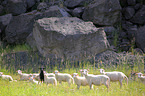 sheep flock