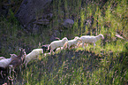 sheep flock